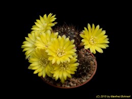 Sulcorebutia vargasii v. vargasii WK995 2072